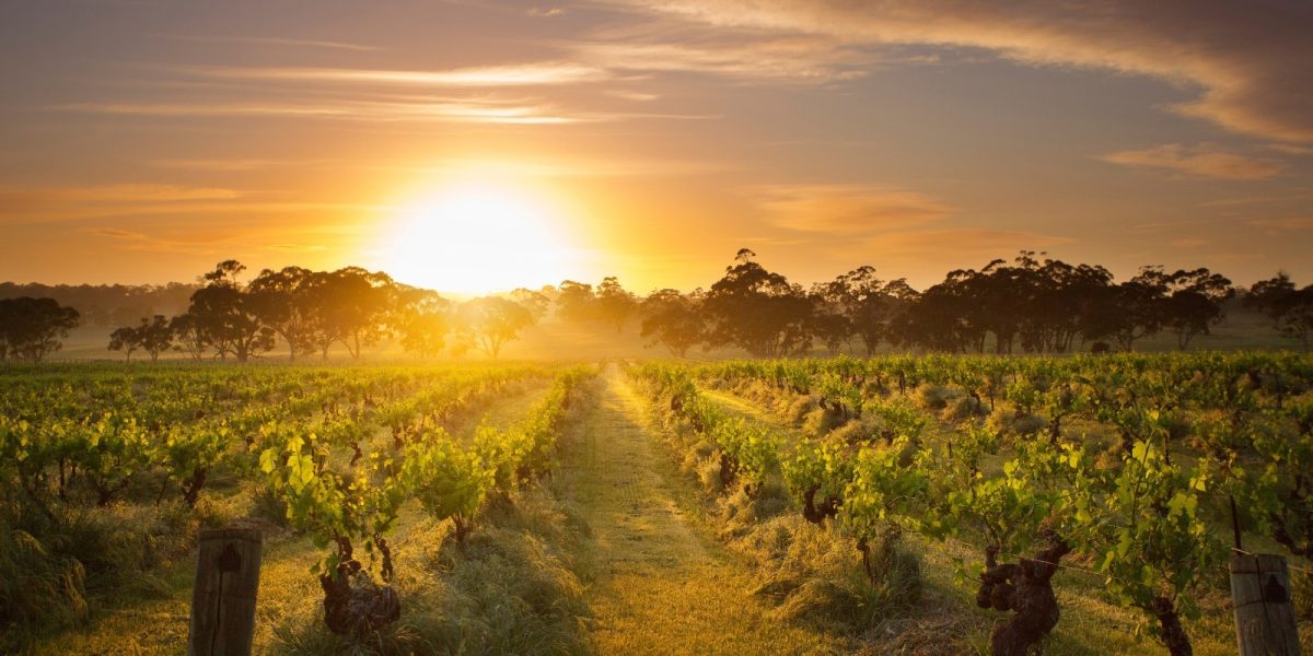 South Australia Vineyard Winery
