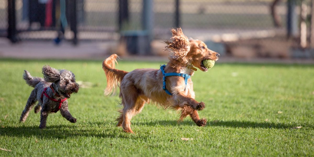 Dogs playing Pelzer Park / Pityarilla (Park 19)