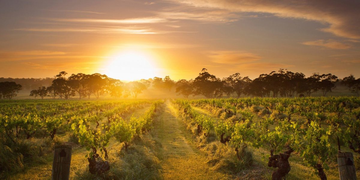 South australian winery sunset