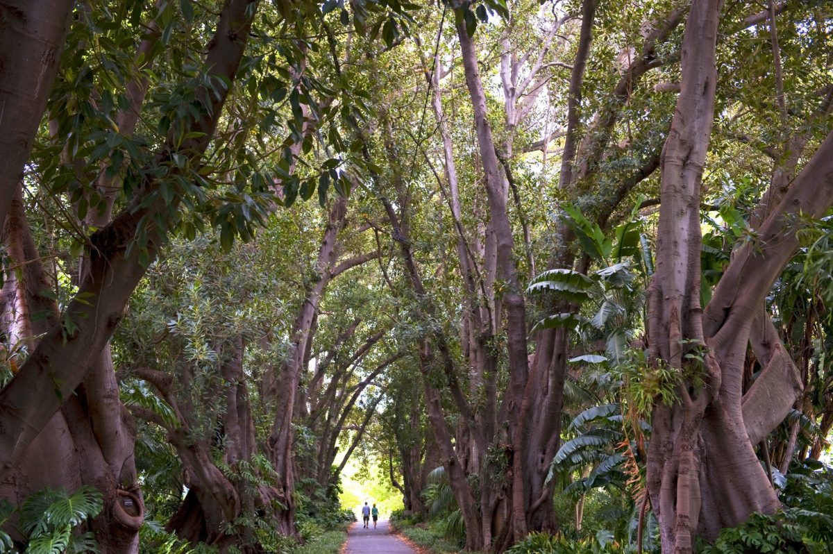 A couple walking in Botanic Gardens