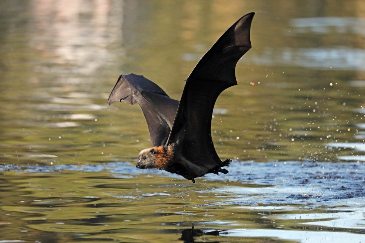 Grey-headed-flying-fox