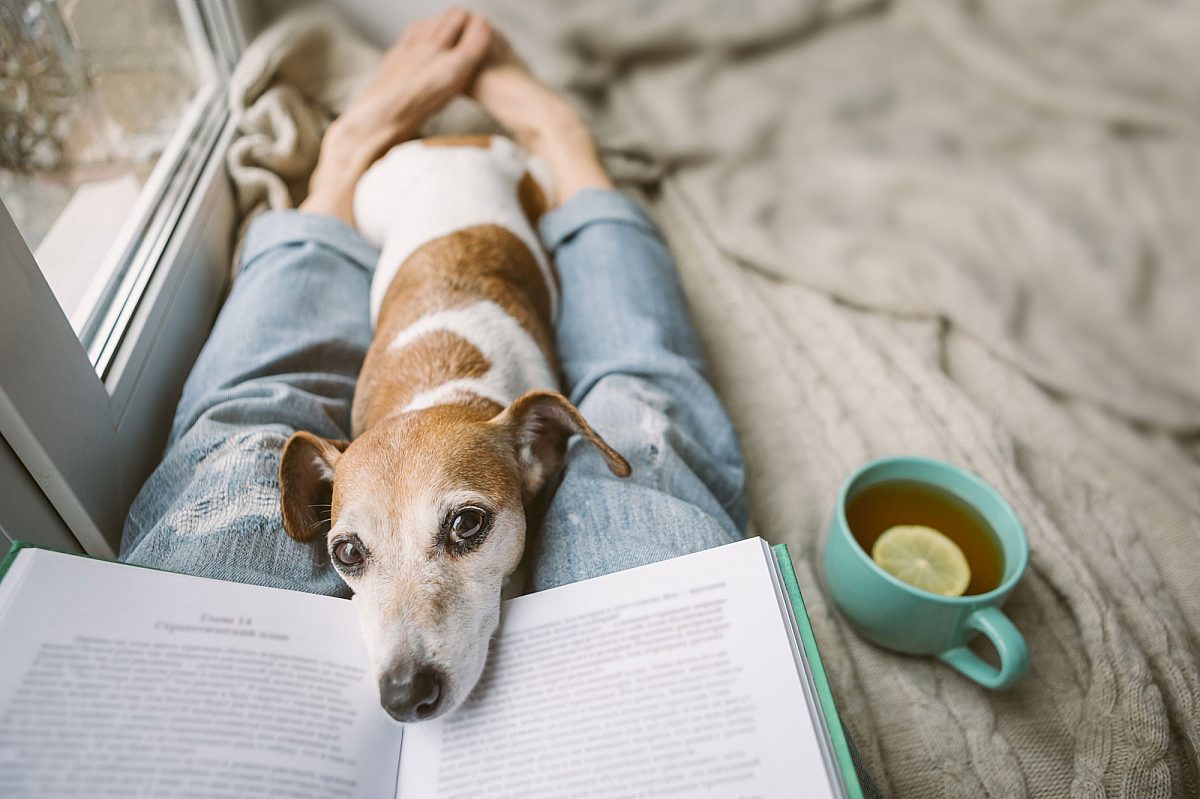 Dog on lap lady reading book with tea