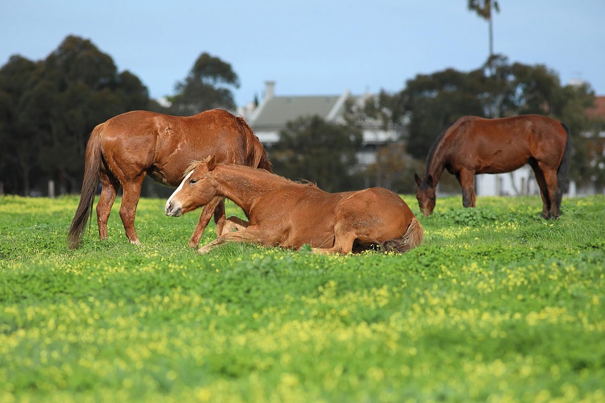 North parklands horses