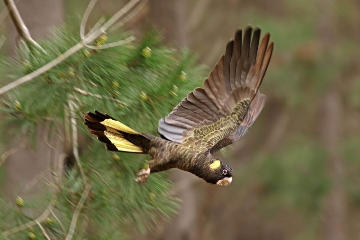 Yellow tailed black cockatoo credit thomas j hunt