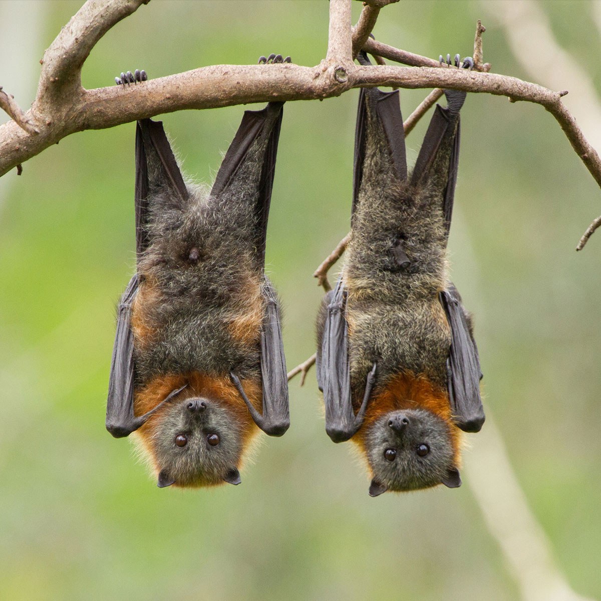 Bat camp facebook