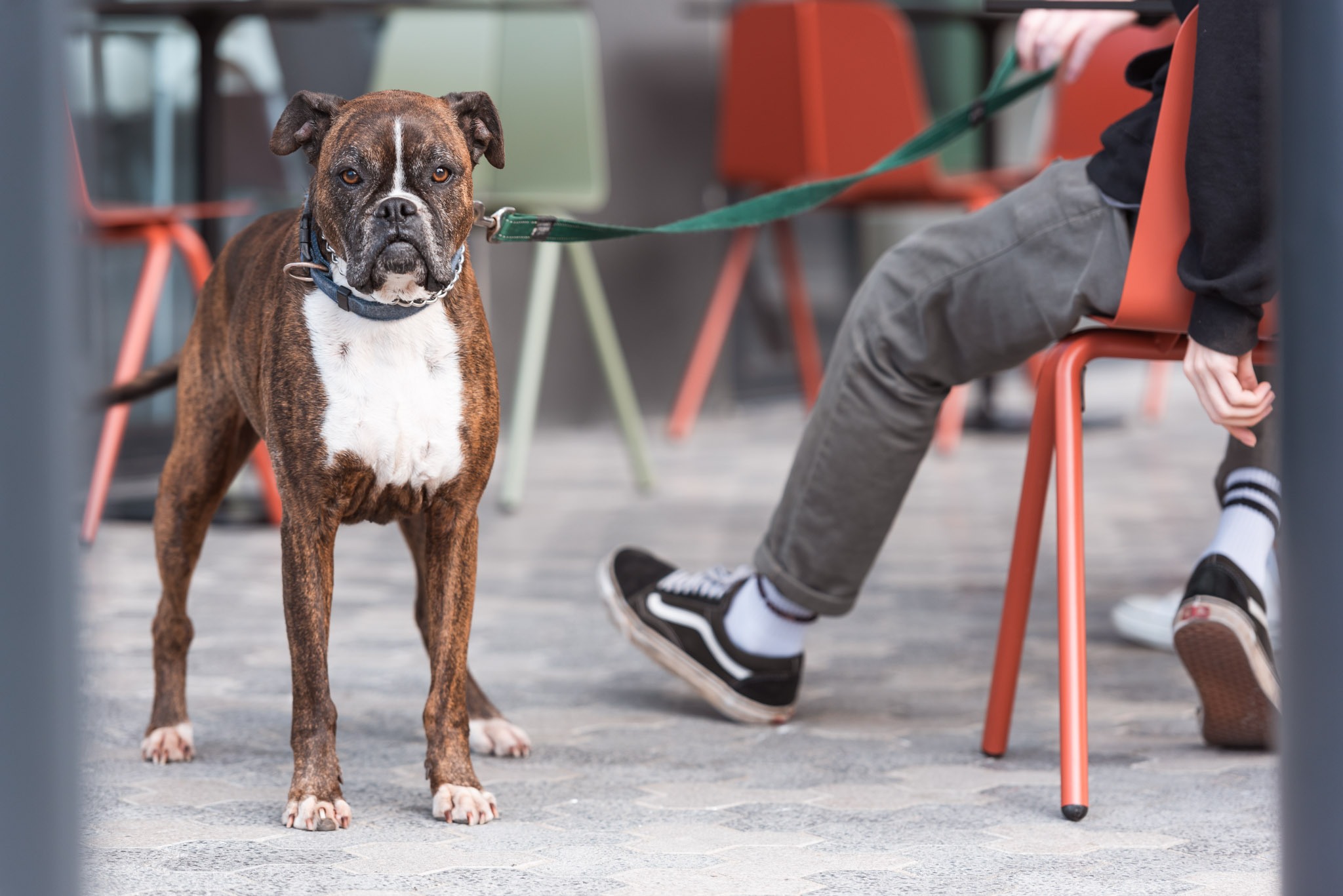 Experience Adelaide Dogfriendly cafes & spaces in the city