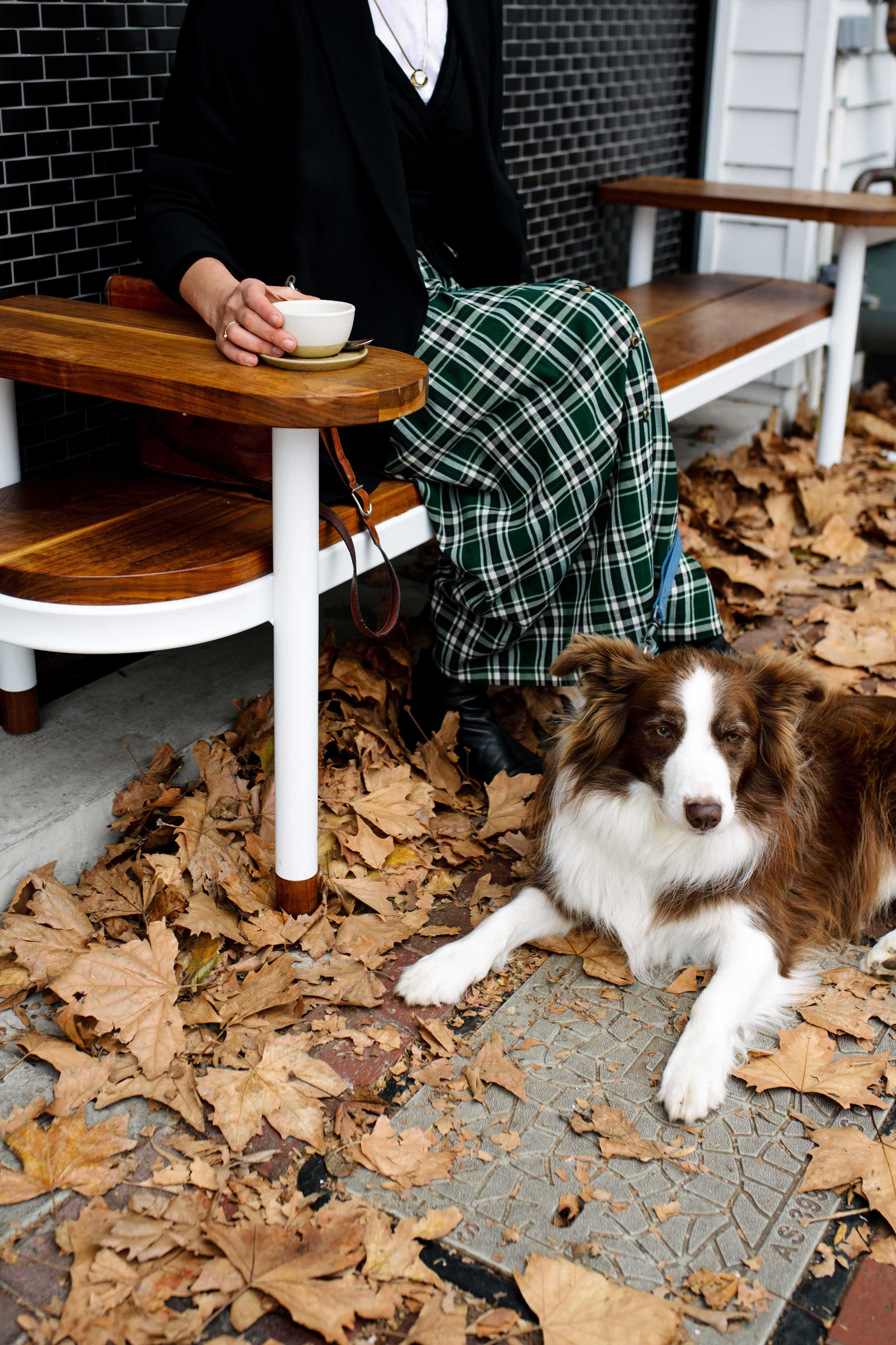 Experience Adelaide South East City Dog Trail