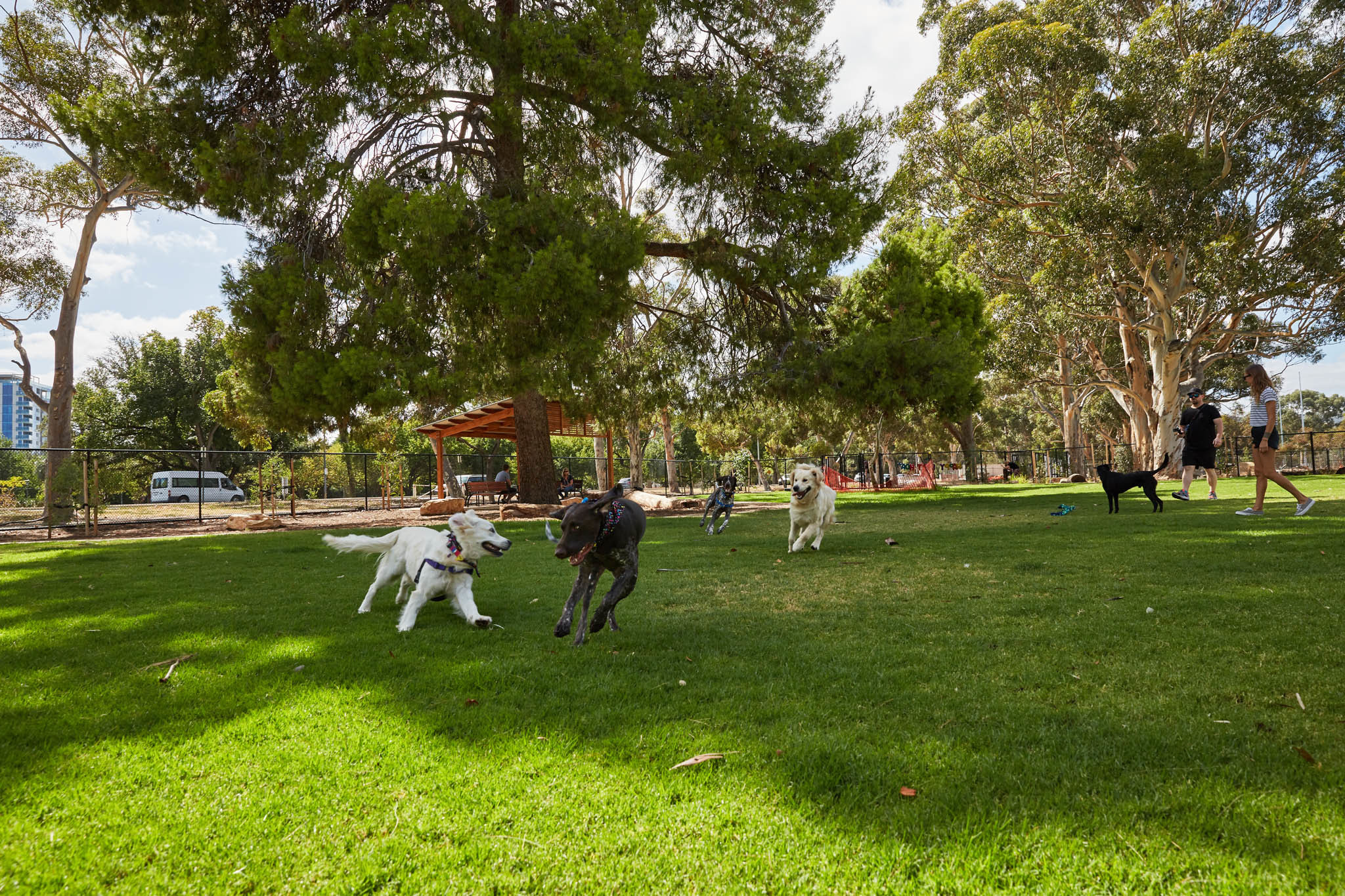 Dogs playing at the dog park in Pelzer Park / Pityarilla (Park 19)