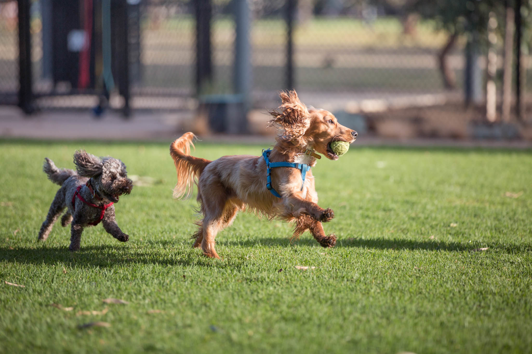 Dogs playing together with ball at park 19
