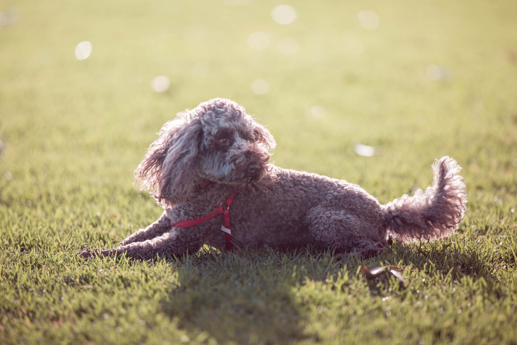 Missing dogs & cats City of Adelaide