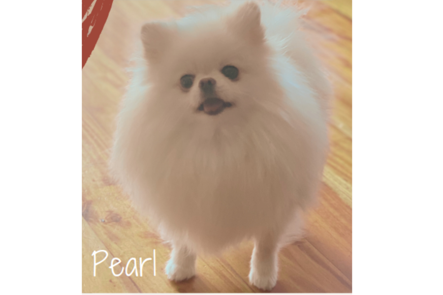 Poochpals5