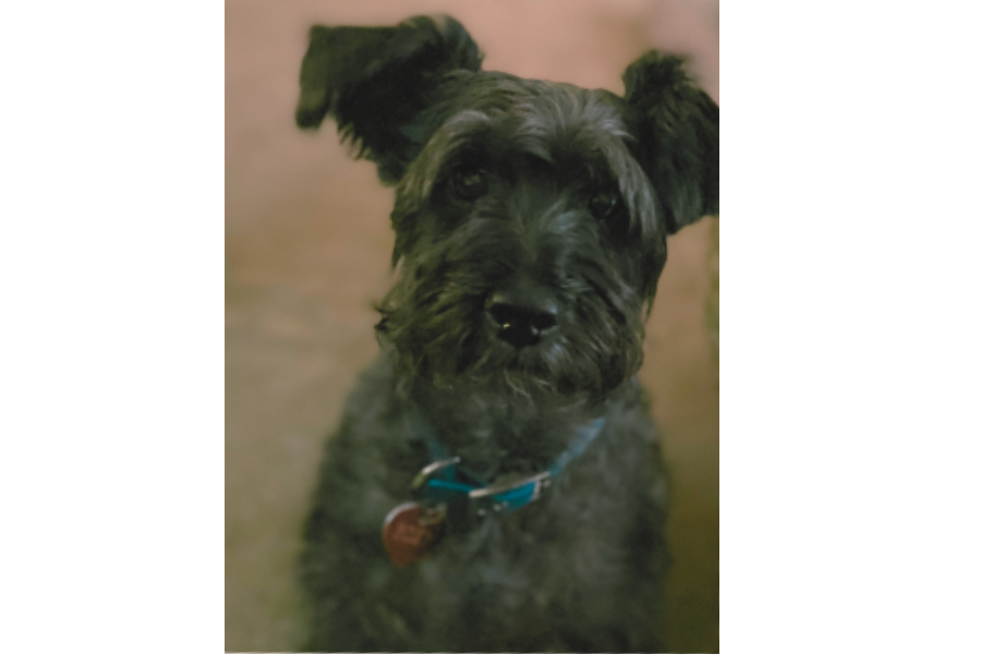 Poochpals6