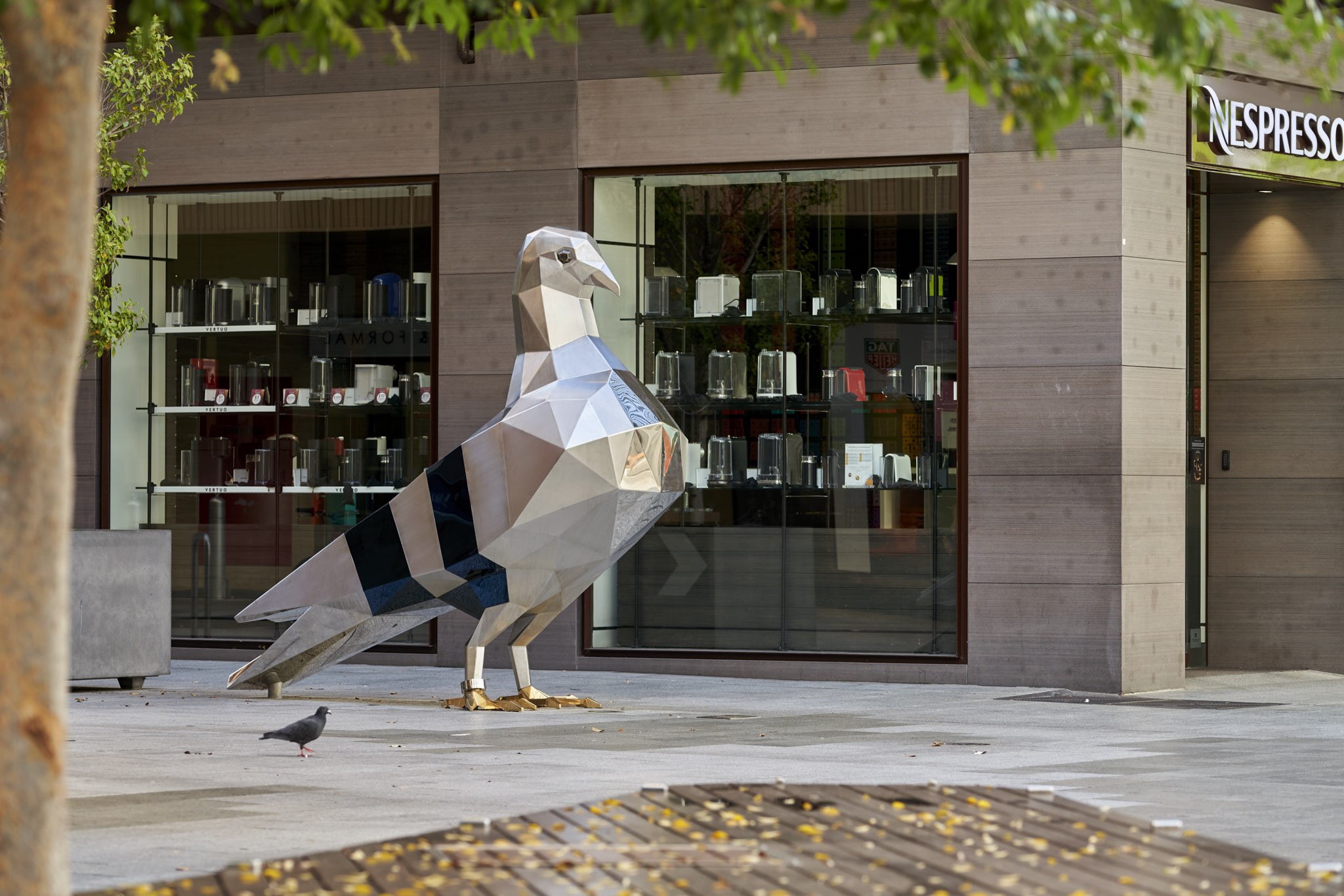 Pigeon Art in Adelaide